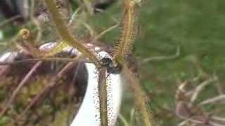 Huge Staghorn Sundew nabs a flying rove beetle [upl. by Ardnaek]