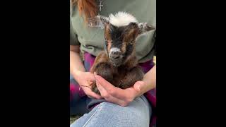 Tiny baby goat with a big attitude goat dwarfgoats babygoat animals babyanimal farmlife [upl. by Ioves796]