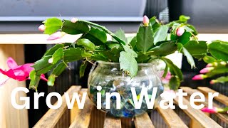 How to Grow Christmas Cactus in Water Tips on Holiday CactusThanksgiving CactusZygocactus [upl. by Candi]