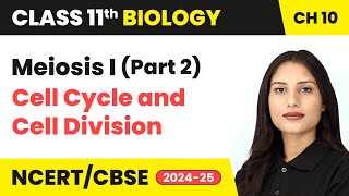 Meiosis I Part 2  Cell Cycle and Cell Division  Class 11 Biology Chapter 10  CBSE 202425 [upl. by Burns440]