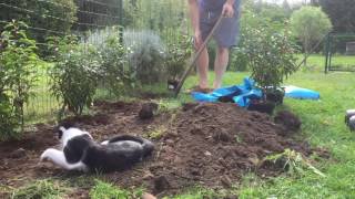 Cat helping out in the garden [upl. by Jarita]