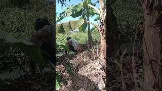 Mancing belut sawah [upl. by Kit]