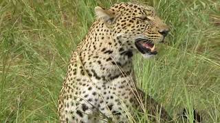 Leopard In Mara [upl. by Ik]