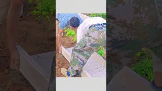 The process of laying cement trench board in vegetable garden [upl. by Atidnan]