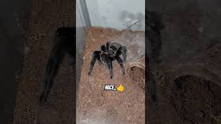 quotFeasting Frenzy Dinner Time for My Matured Female Tliltocatl Vagans Tarantulaquot 🥰 [upl. by Neryt]