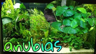 AQUARIUMPLANT Anubias de PERFECTE plant voor beginners Nickey [upl. by Buchanan]