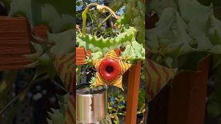 Huernia zebrina Lifesaver Cactus summer cactus enjoy fyp garden garden plants [upl. by Light]