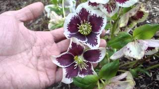 Helleborus Winter Jewels Painted [upl. by Zobias555]