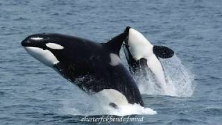 9 Dream Interpretations about a Killer Whale [upl. by Yntirb]