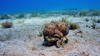 The Octopus with Nine Brains  Spy In The Ocean  BBC Earth [upl. by Lalitta]