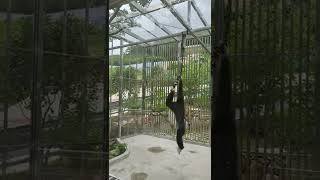 사람 덮치는 흰손긴팔원숭이🐒  Whitehanded gibbon attacking people [upl. by Dett]