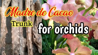 Madre de Cacao trunk for Vanda orchids [upl. by Hazem]