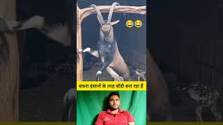 बकरा इंसानों की तरह बॉडी बना रहा है 😂 shorts goat goatshorts funnyshorts viralvideo [upl. by Luanni]