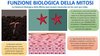 LA FUNZIONE BIOLOGICA DELLA MITOSI [upl. by Suaeddaht]