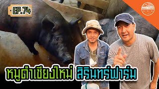 หมูดำเชียงใหม่ สิรินทร์ฟาร์ม  Chiang Mai Black Pig  Sirin Farm EP 74 [upl. by Aronow]