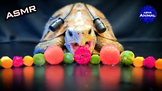 Relaxing ASMR Mukbang Eating Food 🔴 Turtle Tortoise 150 [upl. by Hanschen]