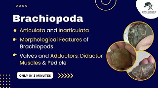 Brachiopoda amp its Adductor Diductor Muscles function pedicle Articulata Inarticulate Morphology [upl. by Hanahsuar]