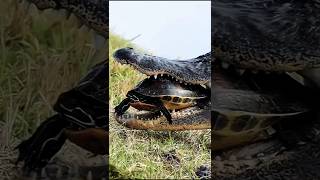 Crocodile Attacks Tortoise – Natures Most Shocking Battle [upl. by Marilin411]