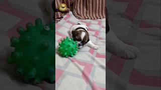 Cute Shih Tzu Puppies  Newborn Puppies shorts puppy dog [upl. by Dardani]