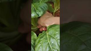 Picking Tatsoi veggie from my tiny garden gardening dailyvlog [upl. by Ahsiniuq]