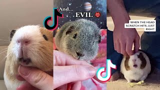 Cute Guinea Pigs  Tiktok Compilation 15 [upl. by Krilov]