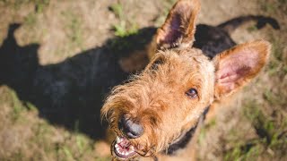 Allergies in Airedale Terriers Prevention amp Management [upl. by Brant90]