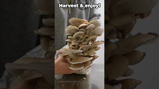 How to Grow Oyster Mushrooms 🍄 mushroomgrowing mushroomfarming mushroom [upl. by Ringo]