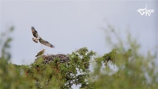 Fiskeørn med to unger i Gribskov [upl. by Sirdi]