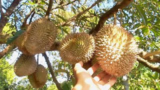 Growing Durian from seeds How does durian grow [upl. by Settera363]