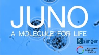 Juno A molecule for life  Sanger Institute [upl. by Eesyak]