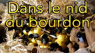 Dans le nid du bourdon bonus [upl. by Jahncke]