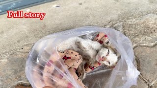 Full storyRescue dying kitten that the owner abandoned it front my clinic the kitten only breathing [upl. by Euqinaj]