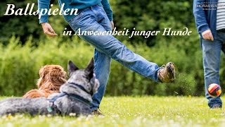 Ballspielen in Anwesenheit junger Hunde  Thomas Suster [upl. by Wilkinson]