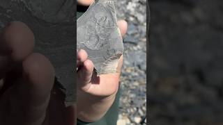 500000000 year old fossil from oceanic species fossil seacreatures utah mining [upl. by Notnats]