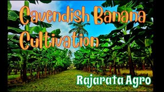 High density cavendish banana cultivation [upl. by Neersan109]