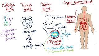 Level of Organisation in Phylums of Animal Kingdom  Part 2 of Phylums of Animal Kingdom [upl. by Samled]