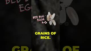 Bed Bug Identification Facts shorts bedbugs [upl. by Ayotl]