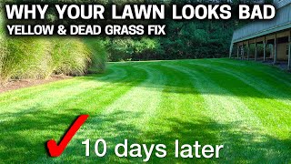 Why your LAWN is YELLOW amp DYING  EASY FIX that works FAST [upl. by Lazes441]