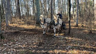 Taylor Johnson horse logs with Norwegian Fjords [upl. by Bradlee]