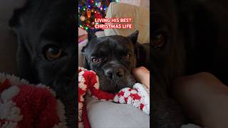 Cane Corso Living His Best Christmas Life canecorso dog shorts [upl. by Drake14]