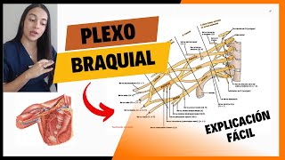 Plexo BRAQUIAL fácil [upl. by Yngiram]