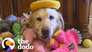 Golden Retriever Rescued From Puppy Mill Treats Her First Toy Like A Baby  The Dodo Foster Diaries [upl. by Eserehs286]