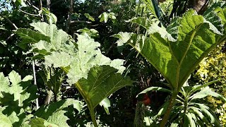 Gunnera Manicata Plant [upl. by Lazos]