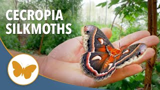 Meet Americas Biggest Moth moths cercopia [upl. by Queen]