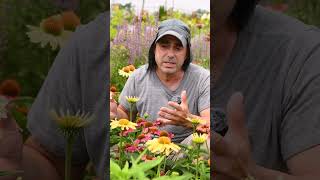 Where to Plant Your Echinacea  What to Expect from this Excellent Native Perennial [upl. by Connelley]