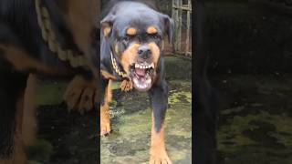 Angry dog barking sound angrypuppy cuteanimal pets angrypets cutepet angrydog funny animals [upl. by Dagley]