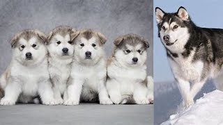 LO QUE NO SABÍAS DEL ALASKAN MALAMUTE  Historia y Características [upl. by Etiuqram137]