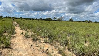 Vendido Fazenda em Roraima Bonfim 107hectares por 700 mil [upl. by Bonaparte]