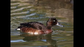 アカハジロ Baers pochard 野鳥 wildbirds [upl. by Shatzer]