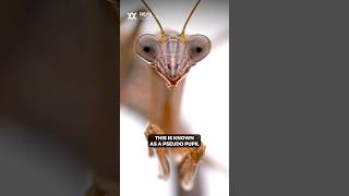 Why a praying mantis always seems to stare at you [upl. by Sheng298]